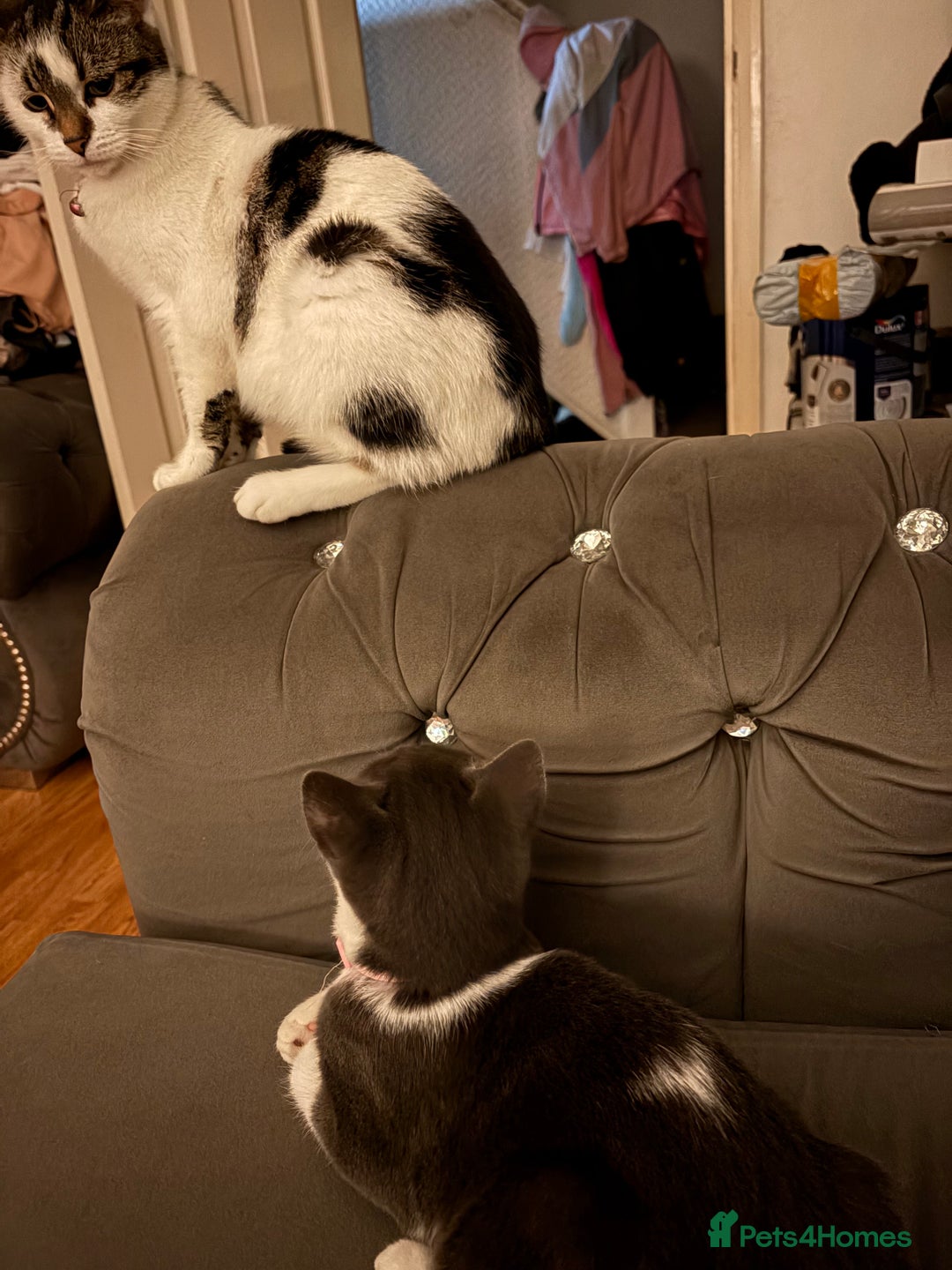 Mixed Breed cats for sale: 2 female cats - Advert 2