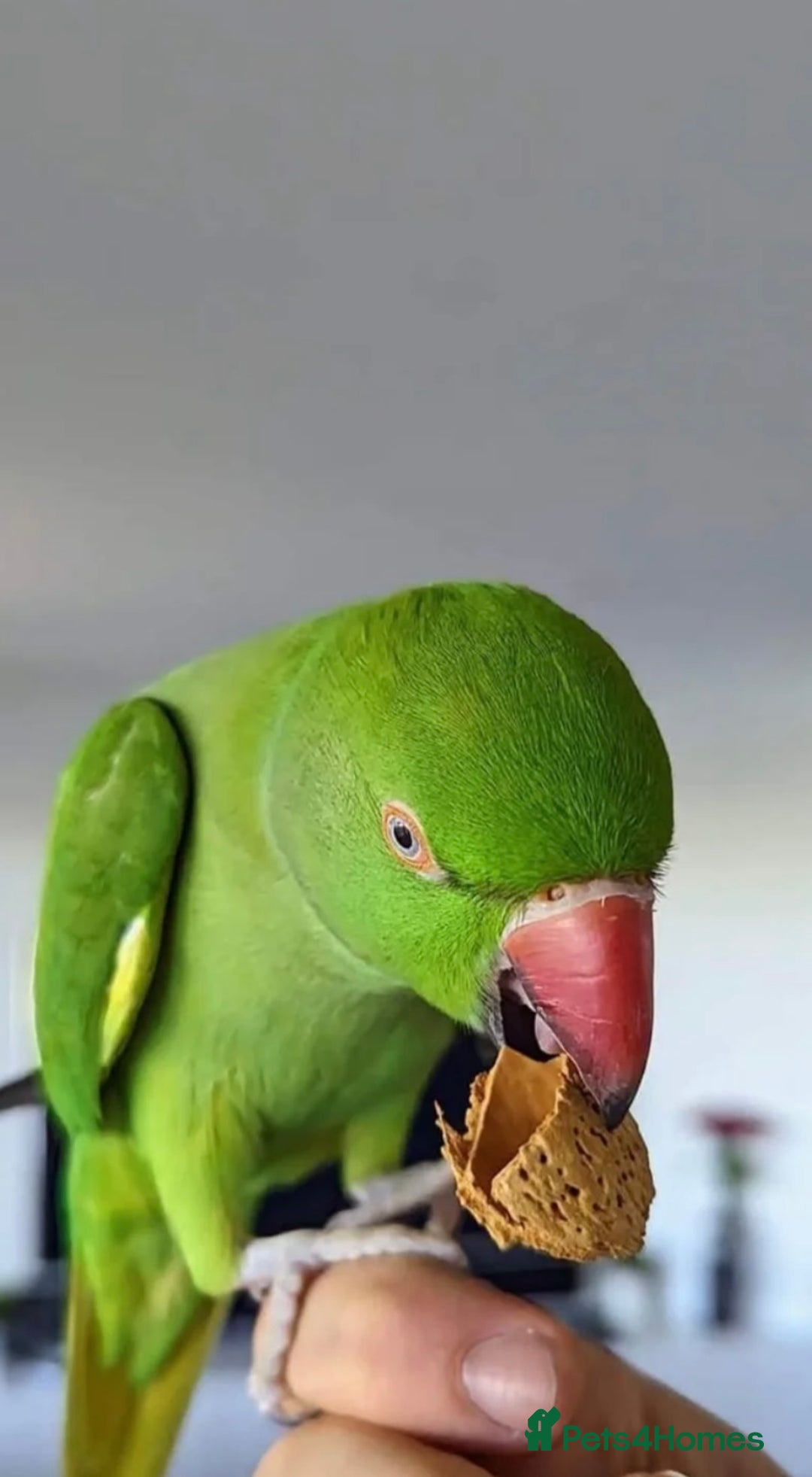 Parrots birds for sale: Tamed loving Parrot  - Image 2