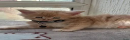 Maine Coon cats for sale: Maine coon kittens - Advert 13