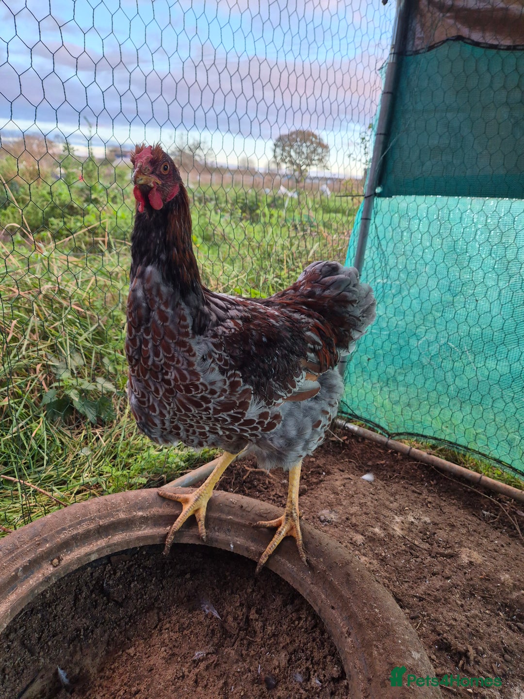 Chickens poultry for sale: 2 x large fowl wyandotte cockerals - Advert 2