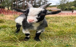 Goats livestock for sale: One Pygmy Male for Sale - Image 3