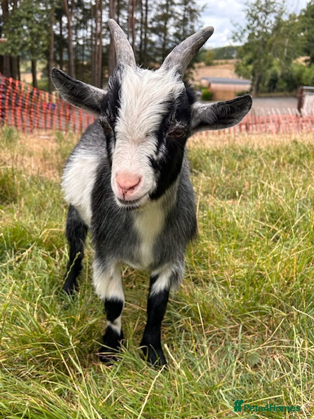 Goats livestock for sale: One Pygmy Male for Sale - Image 3