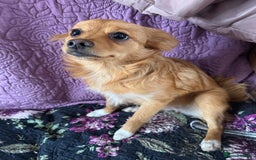 Pomchi dogs for sale: Two 6 month old dogs  - Image 4