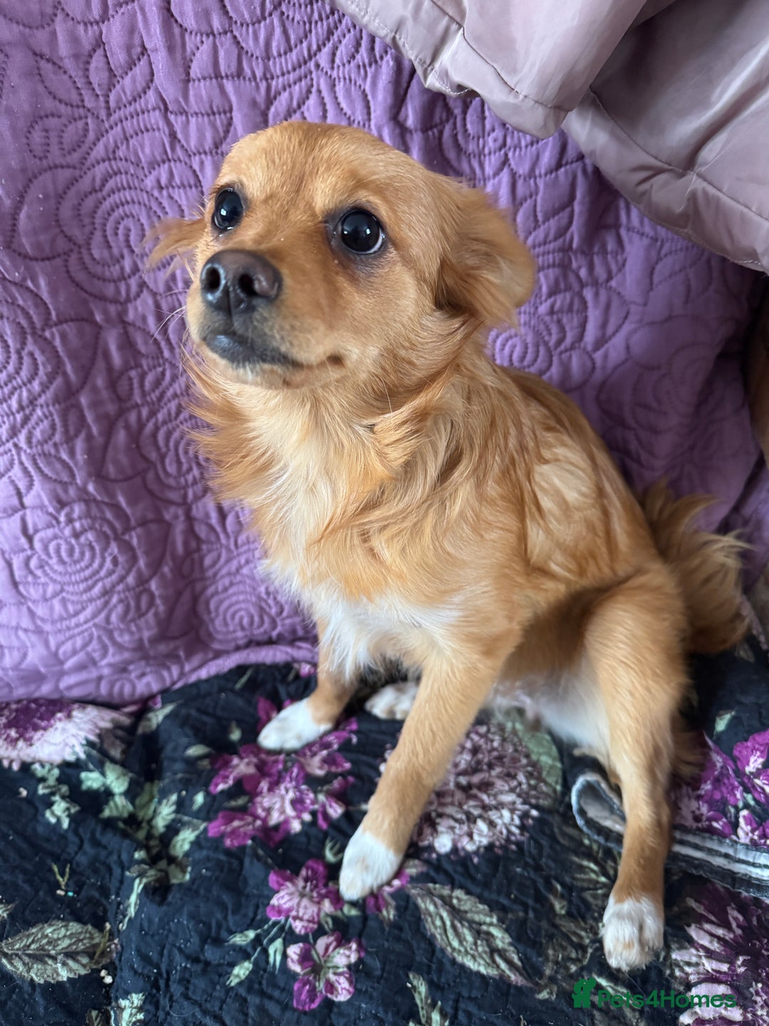 Pomchi dogs for sale: Two 6 month old dogs  - Image 4