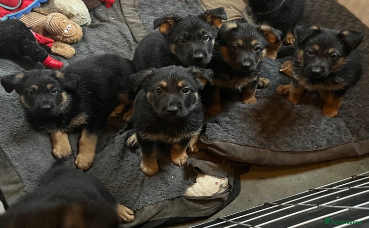 German Shepherd dogs - Advert 2