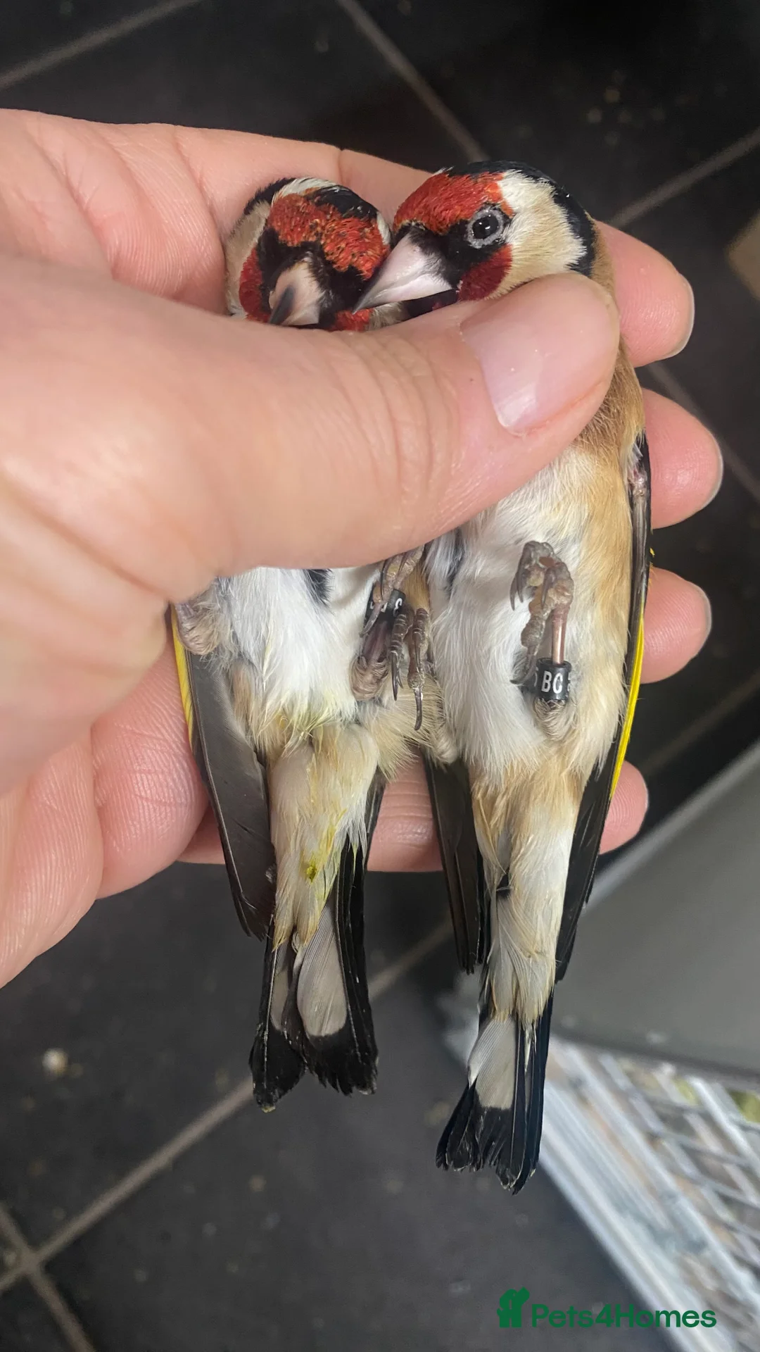 Finches birds for sale: BBC ring mae goldfinches available  - Advert 1