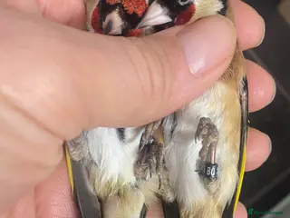 Finches birds BBC ring mae goldfinches available - Advert 3