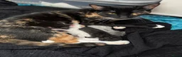 Domestic Shorthair cats for sale: Male and female kittens in Leeds - Advert 6