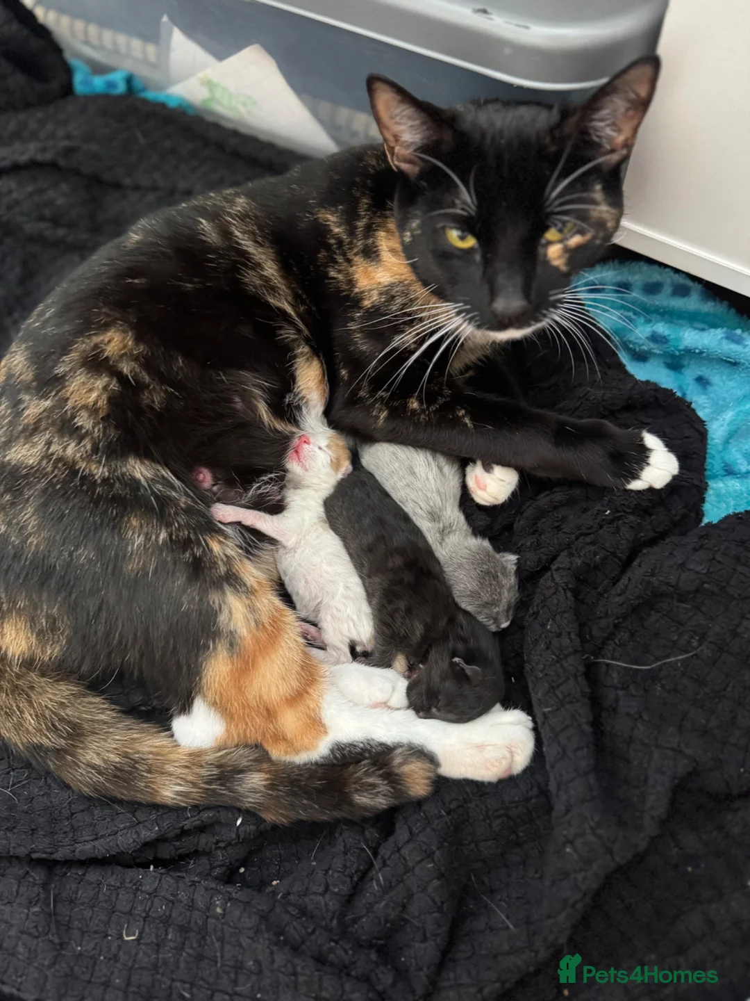 Domestic Shorthair cats for sale: Male and female kittens in Leeds - Advert 6