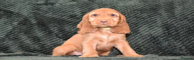 Cocker Spaniel 2