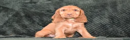Cocker Spaniel dogs for sale:  Ready Now Kc Reg Show Type Cocker Spaniel - Advert 9