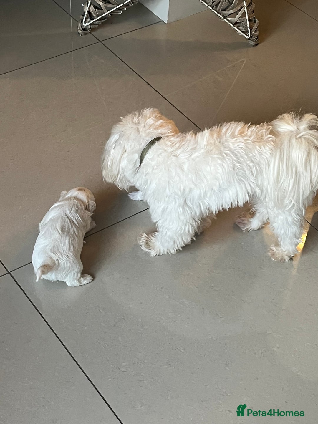 Maltese dogs for stud: Charlie Maltese stud - Advert 4