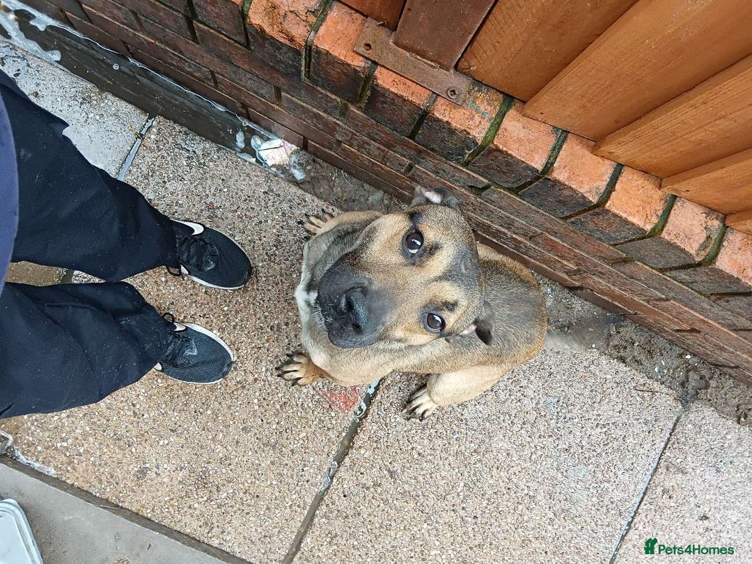 Mixed Breed dogs for sale: Male staffie cross cane corso - Image 4