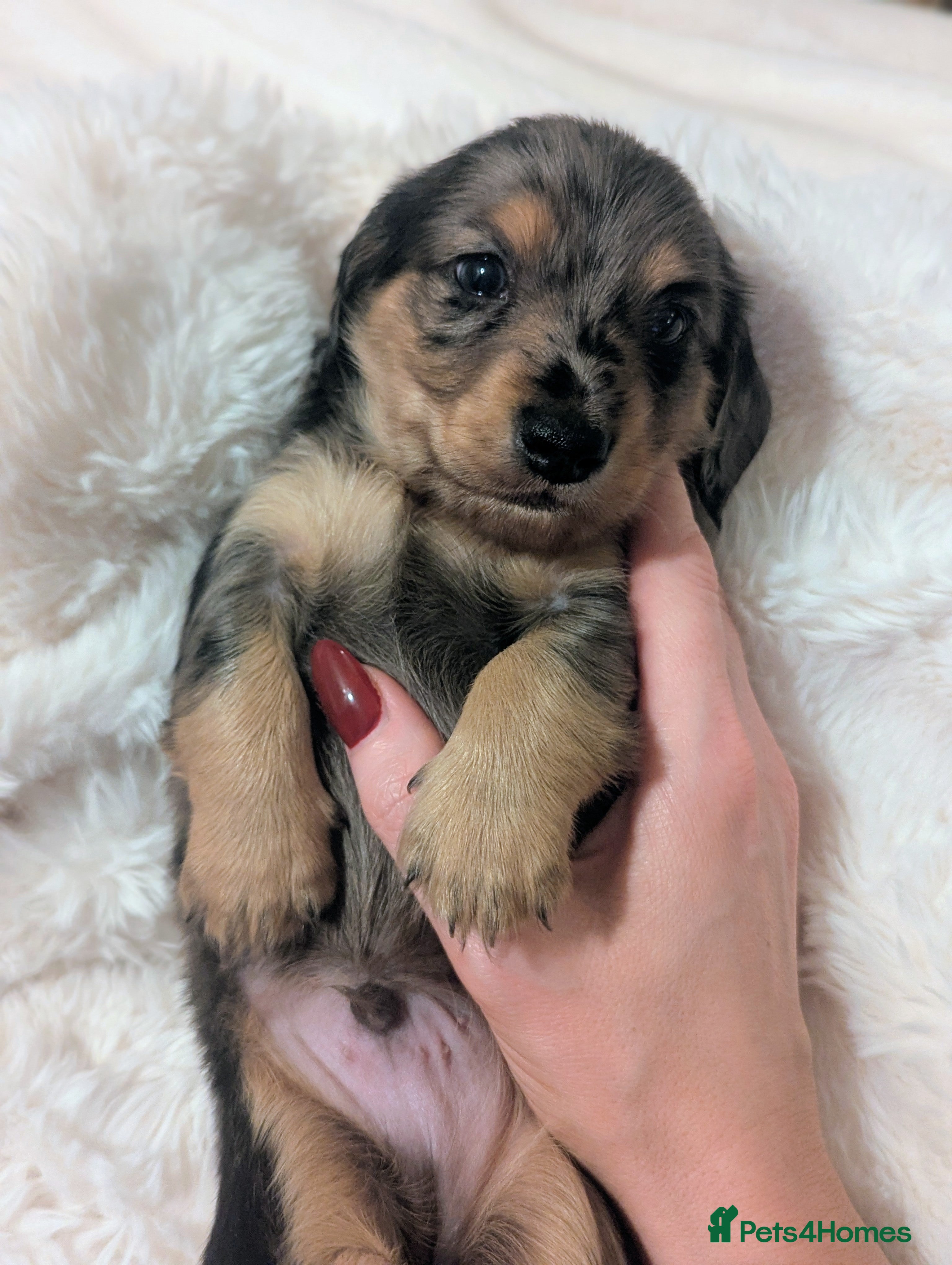 Miniature Dachshund dogs 🏅 KC Long Haired Black/Cream dapples - Advert 6