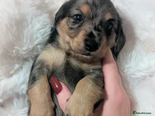 Miniature Dachshund dogs 🏅 KC Long Haired Black/Cream dapples - Advert 6