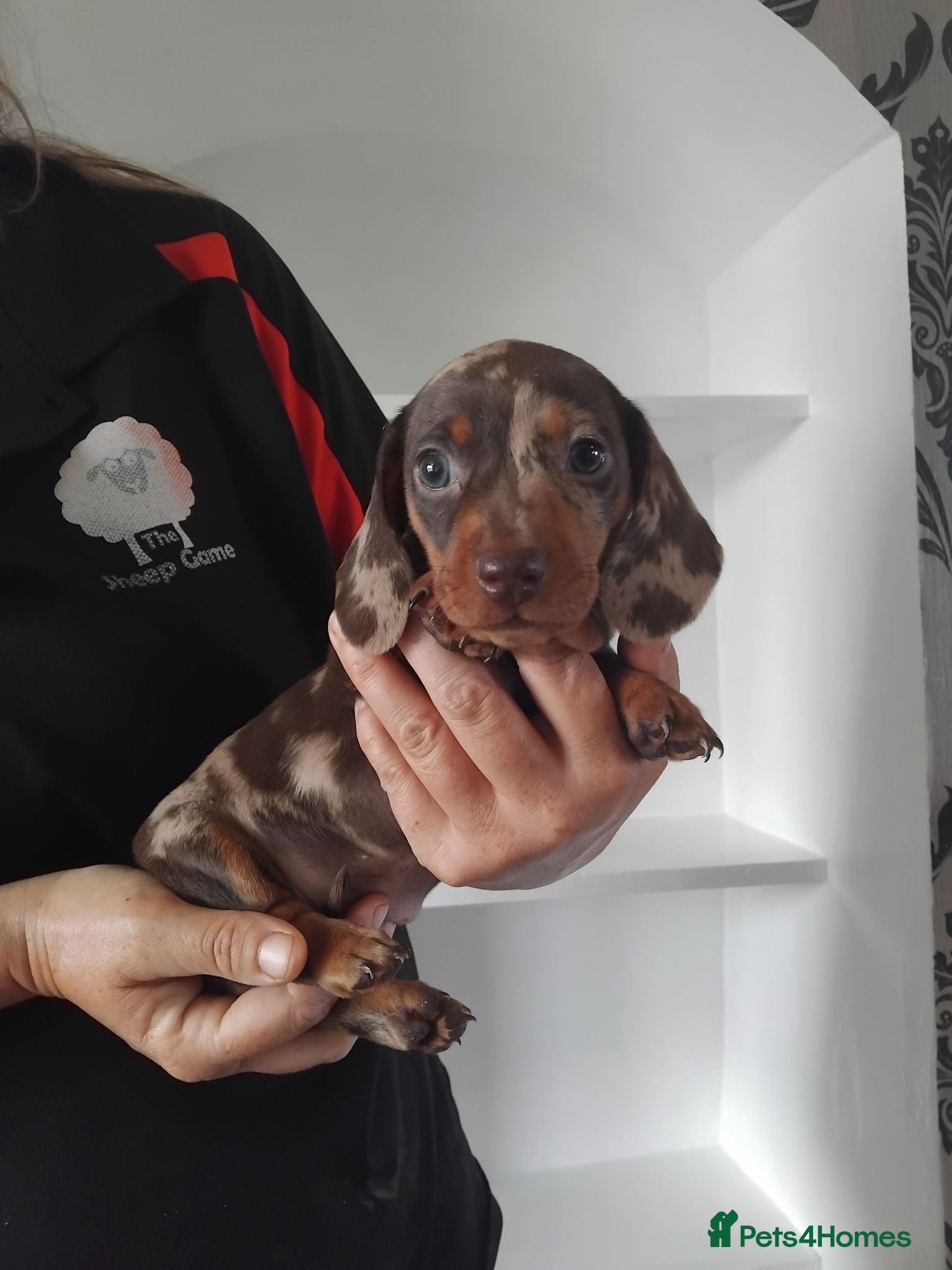 Miniature Dachshund dogs Kc registered miniature dachshund puppies - Advert 1
