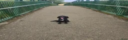 Cocker Spaniel dogs for sale: Wilson in Northampton - Advert 1