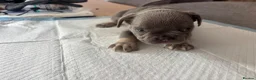 French Bulldog dogs for sale: French bulldog ( fluffy bloodline) - Advert 27