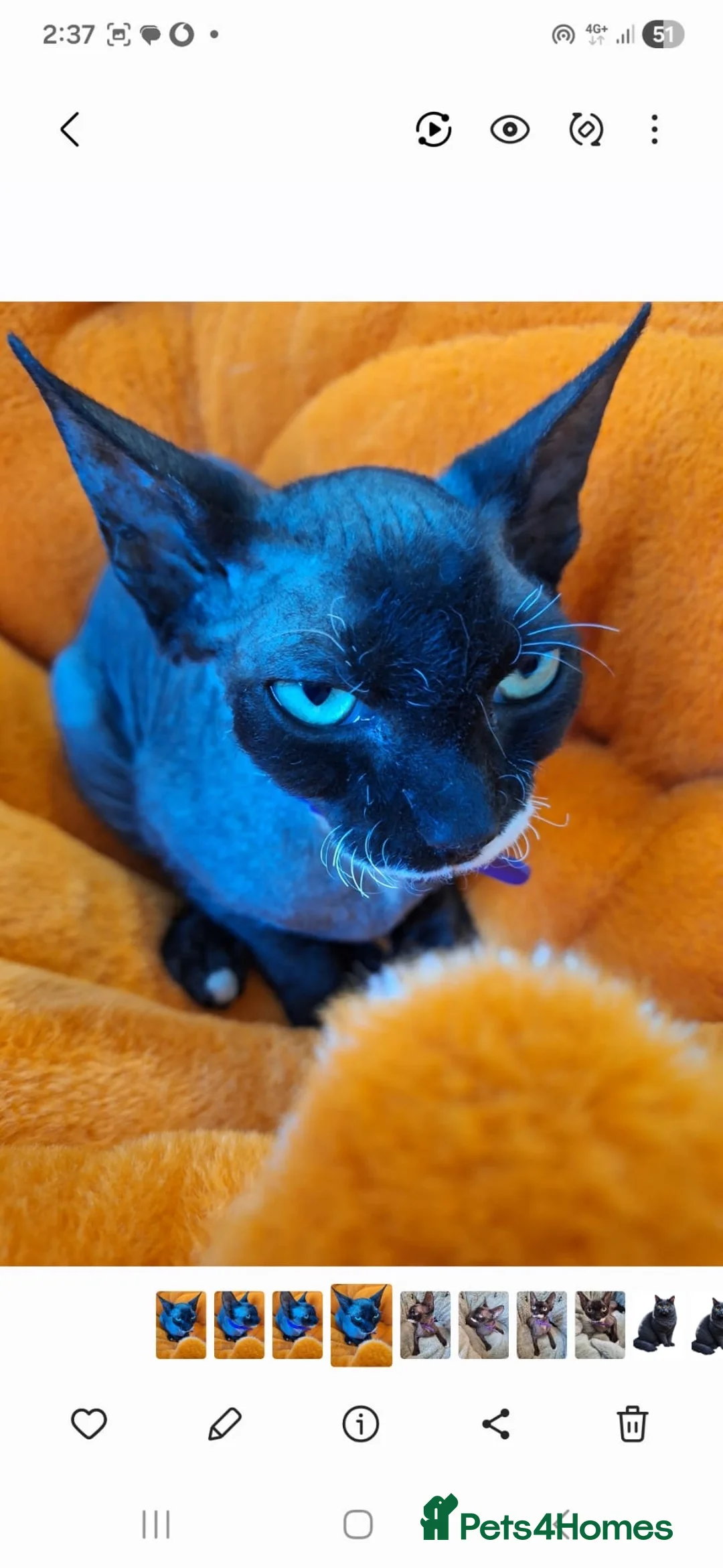 Sphynx cats for sale: Stunning Sphynx for rehoming   in Salford - Advert 5