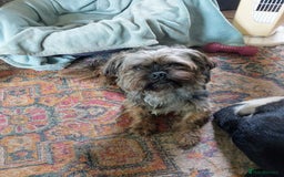 Shih Tzu dogs for adoption: Little boy Bow. - Image 2