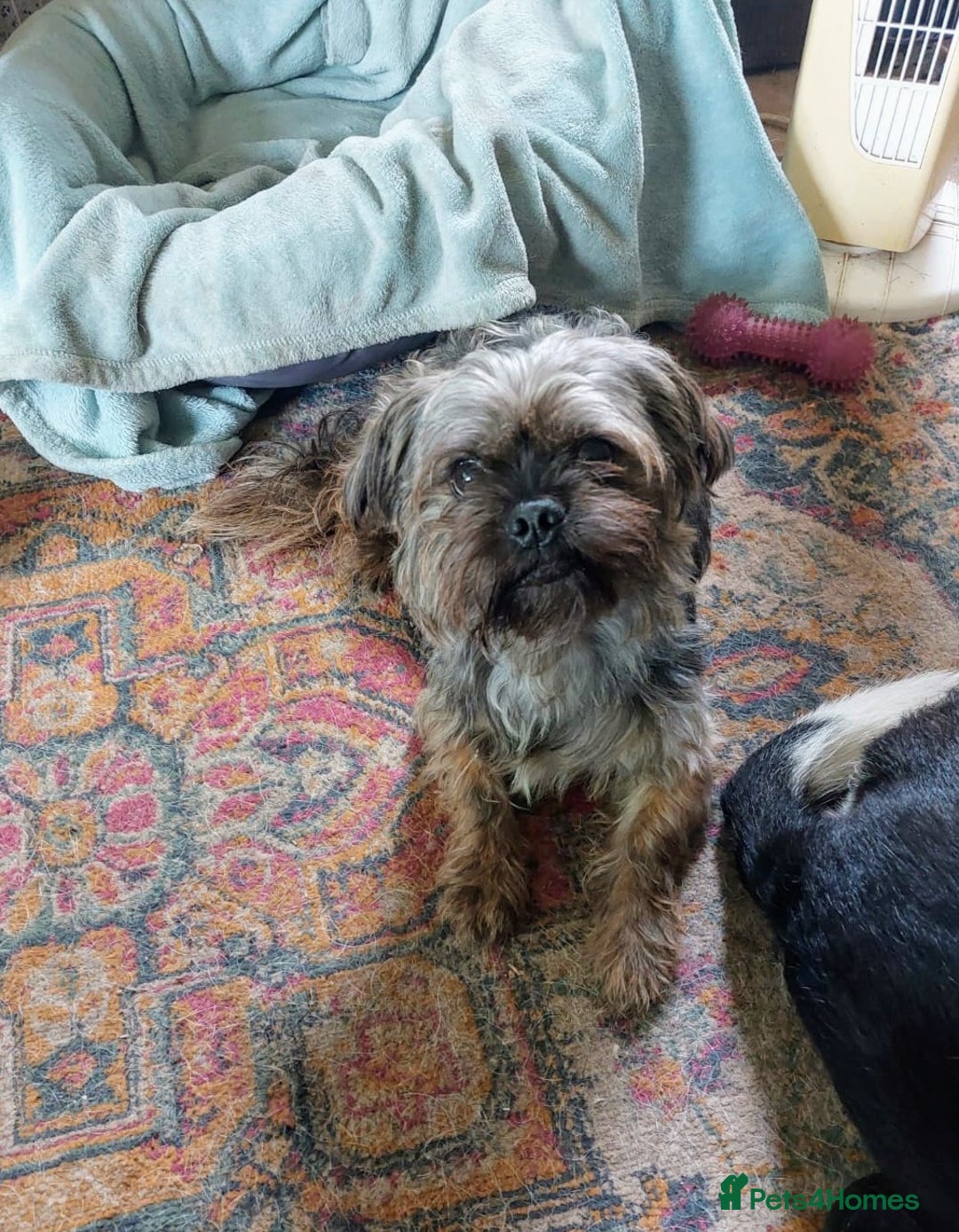 Shih Tzu dogs for adoption: Little boy Bow. - Image 2
