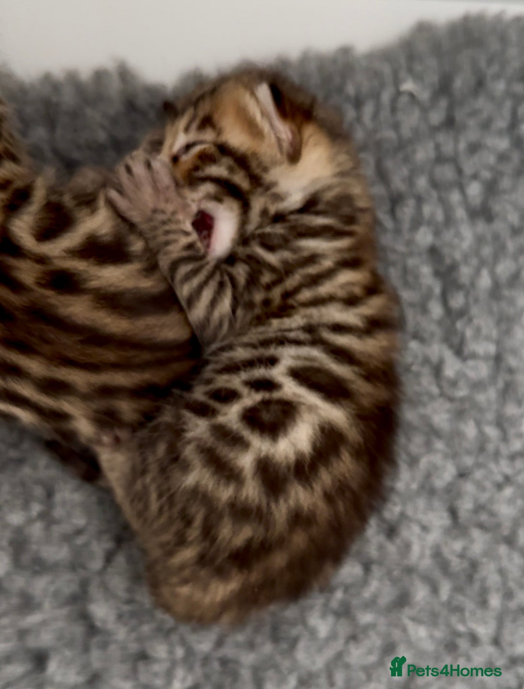 Bengal cats for sale: Exceptional show quality Brown TICA registered 🥰 - Image 26