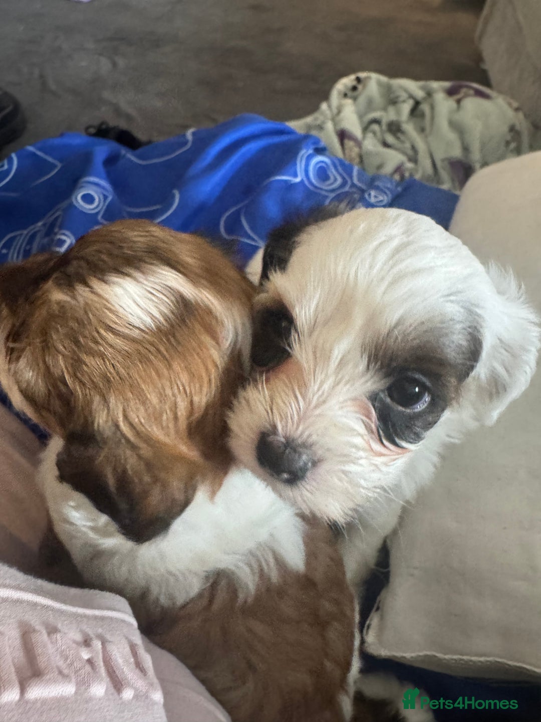 Jackapoo dogs for sale: Cavapoo x jack Russell puppies  - Image 17