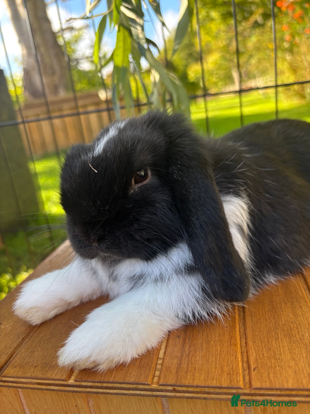 Mini Lop rabbits for sale: Mini Lop Rabbits Waitlist 2026 - Advert 15
