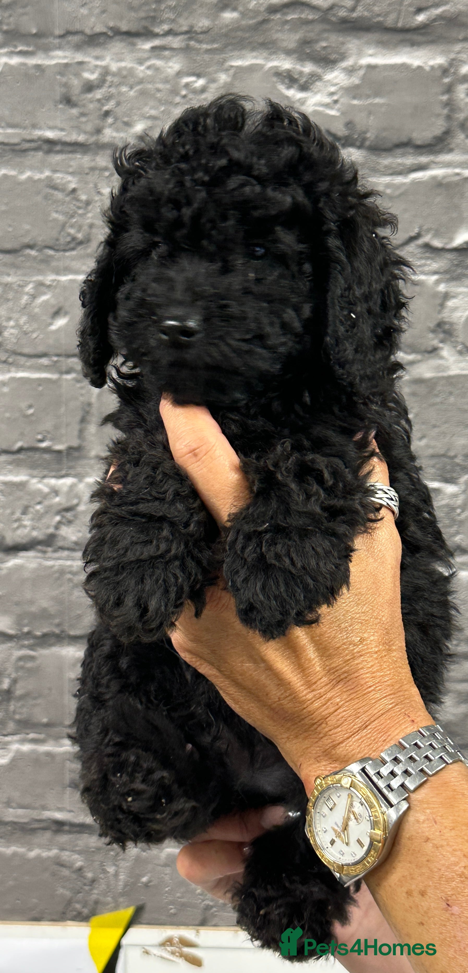 Miniature Poodle dogs STUNNING LITTER OF 6 BLACK MINIATURE POODLES - Advert 2
