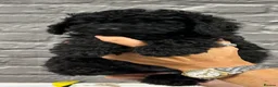 Miniature Poodle dogs for sale: STUNNING LITTER OF 6 BLACK MINIATURE POODLES - Advert 2