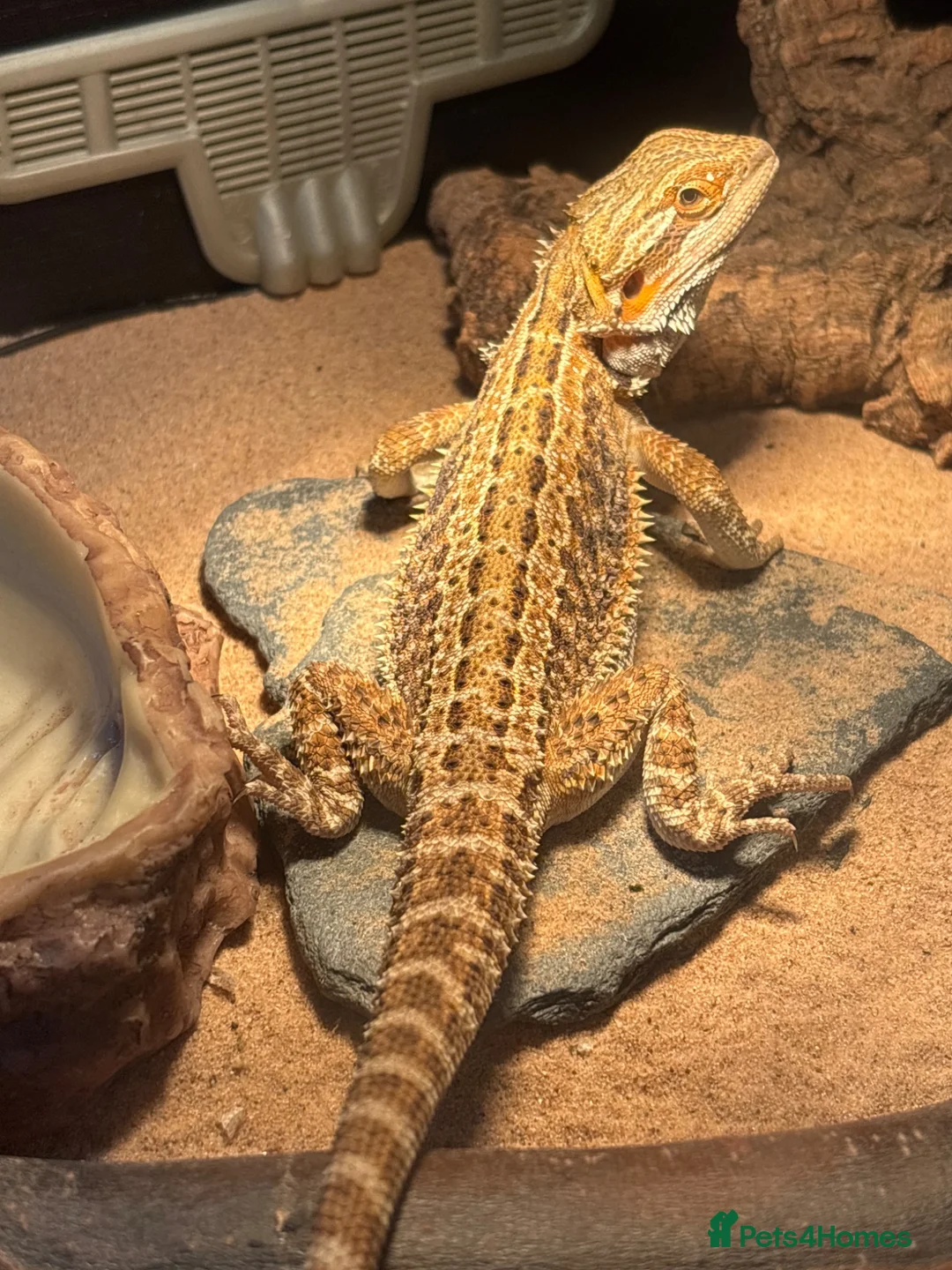 Bearded Dragon reptiles for sale: Barry the breaded dragon - Advert 1