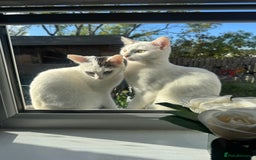 Domestic Shorthair cats for sale: Snow White Cats ❄️ - Advert 4