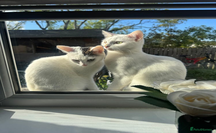 Domestic Shorthair cats - Advert 1