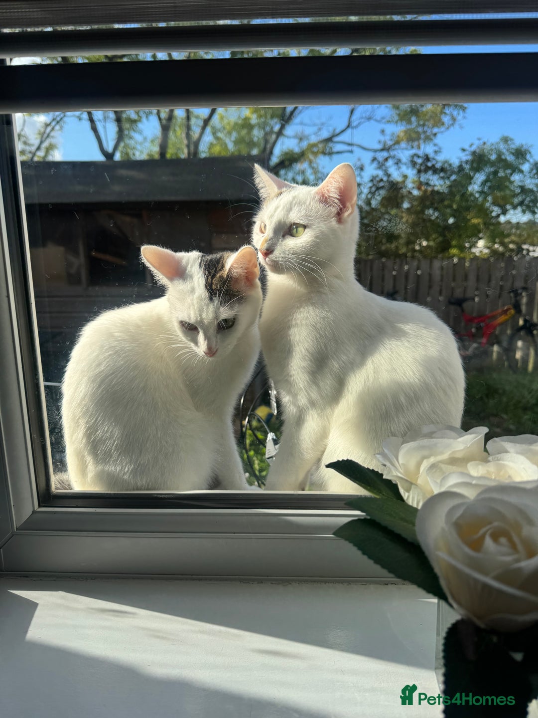 Domestic Shorthair cats for sale: Snow White Cats ❄️ - Advert 4