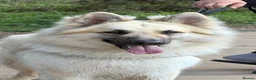 German Shepherd dogs for stud: Long haired German shepherd KC registered stud  - Advert 3
