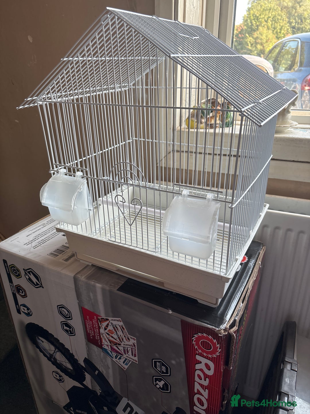 Cockatiels birds for sale: Female cockatiel comes with travel cage - Image 2