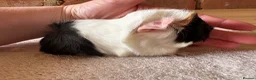 Guinea Pig rodents for sale: Baby Guinea Pigs  - Advert 5