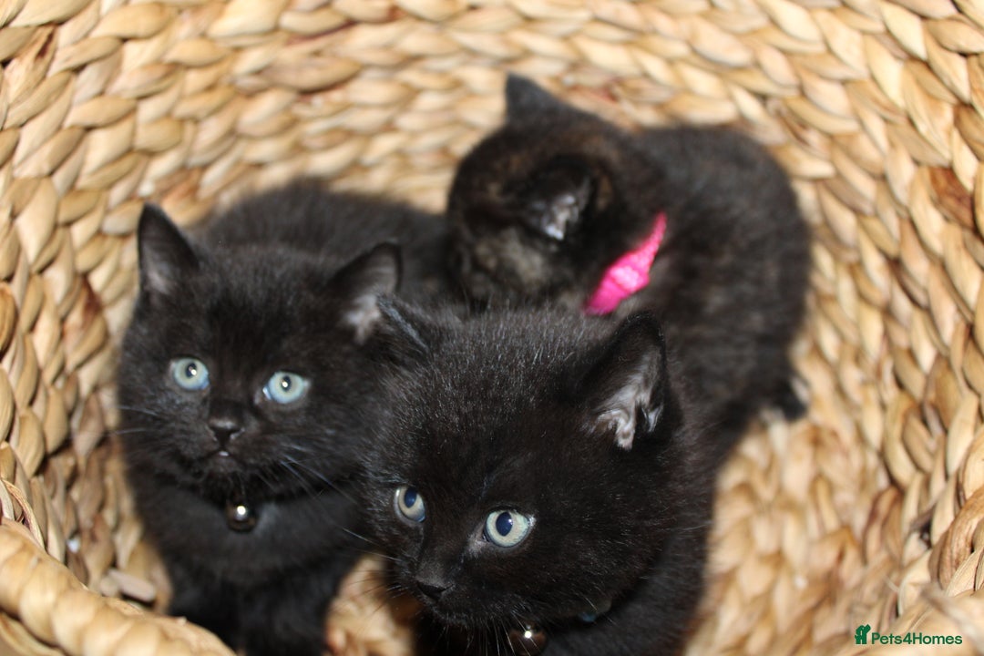 Mixed Breed cats for sale: BRITISH SHORT HAIR MIX  - Image 17