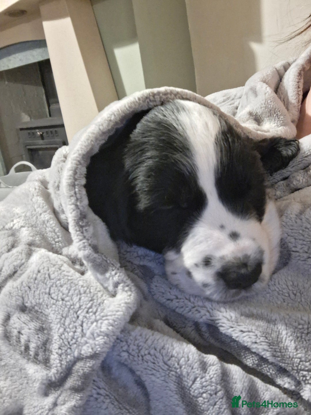 Cocker Spaniel dogs for sale: Our last pup - Ready now - KC Reg cocker spaniel! - Advert 29