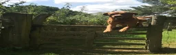 Labrador Retriever dogs for stud: KC Fox Red Labrador for Stud - Advert 4