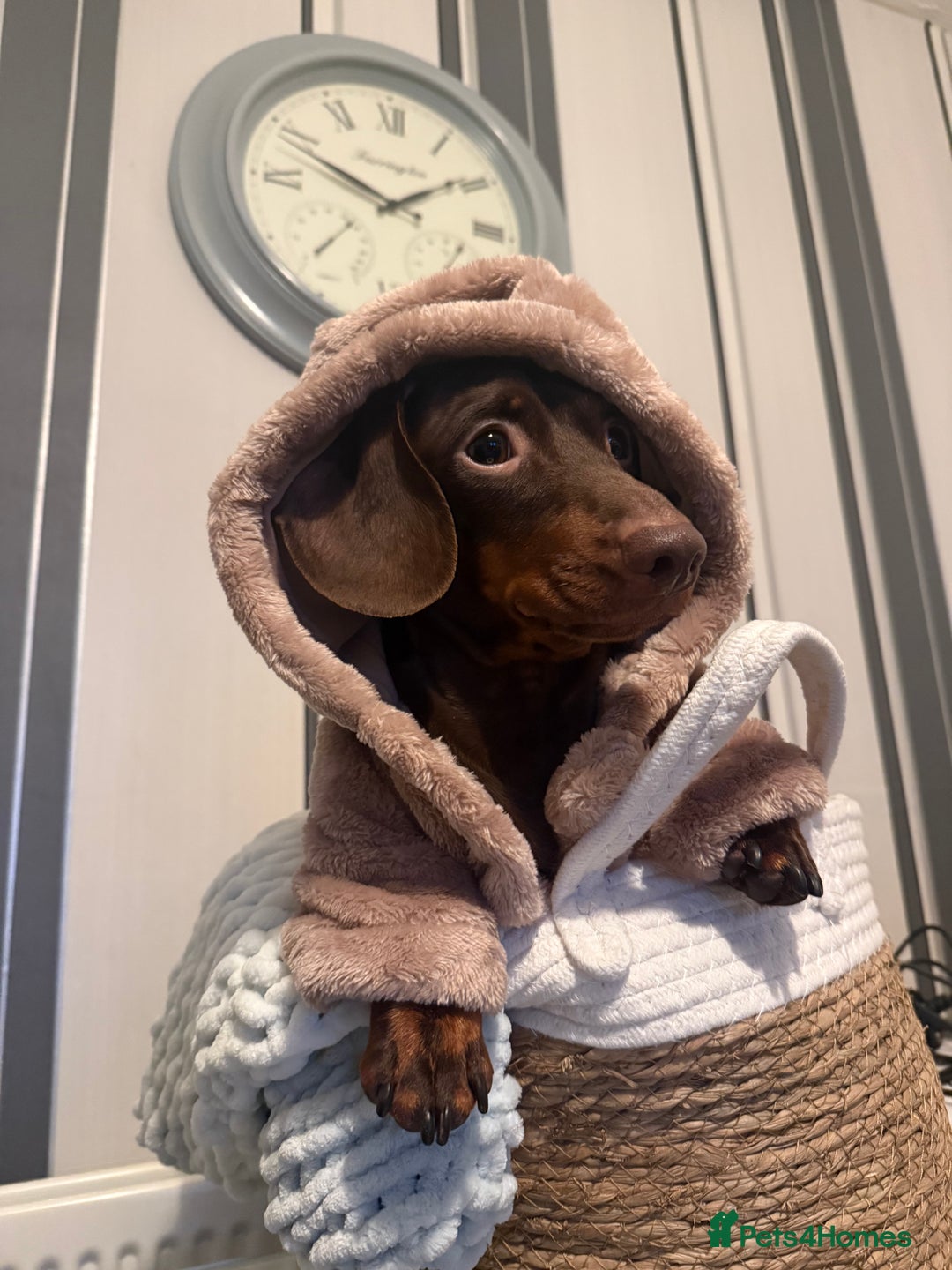 Miniature Dachshund dogs for stud: KC registered Miniature Daschund for stud! 🤎 - Advert 5