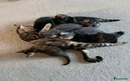 Mixed Breed cats for sale: Kittens for Sale - Image 14