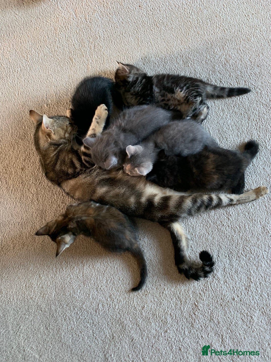 Mixed Breed cats for sale: Kittens for Sale - Image 14