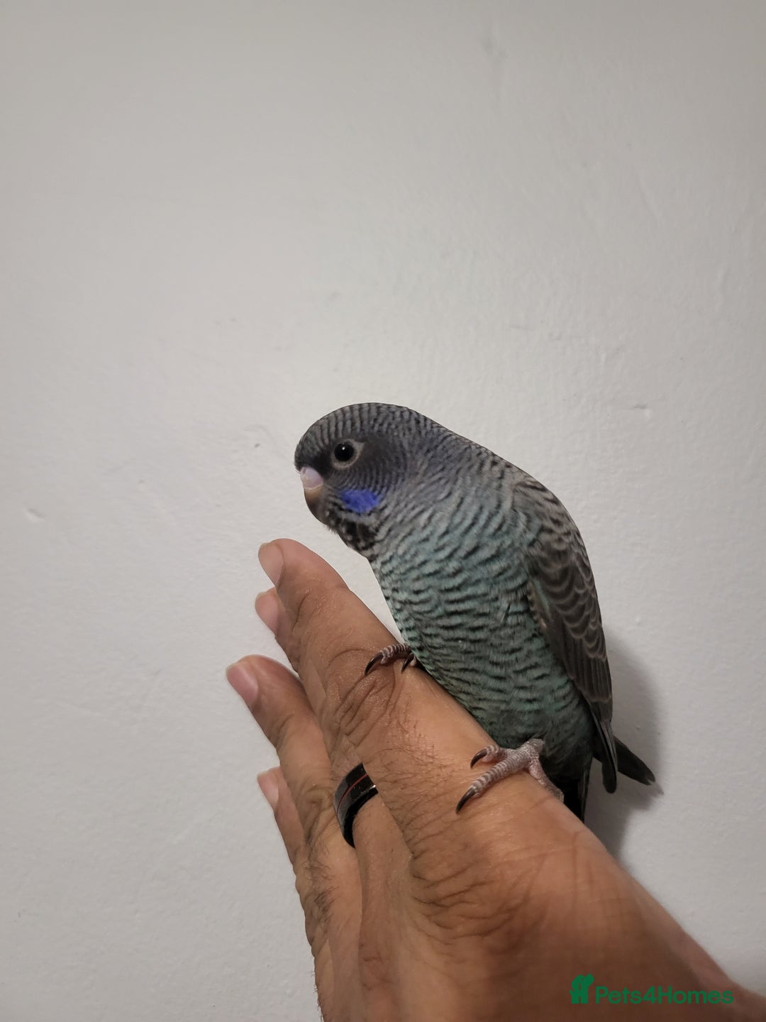 Budgerigars birds for sale: Blackface/blackwing - Advert 2