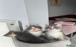 Ragdoll cats for sale: Four Lovely Ragdoll Cats  - Image 3
