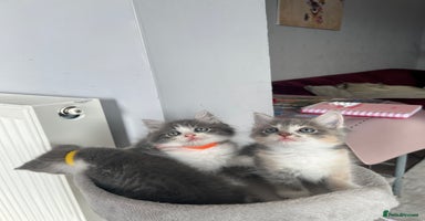 Ragdoll cats - Advert 13