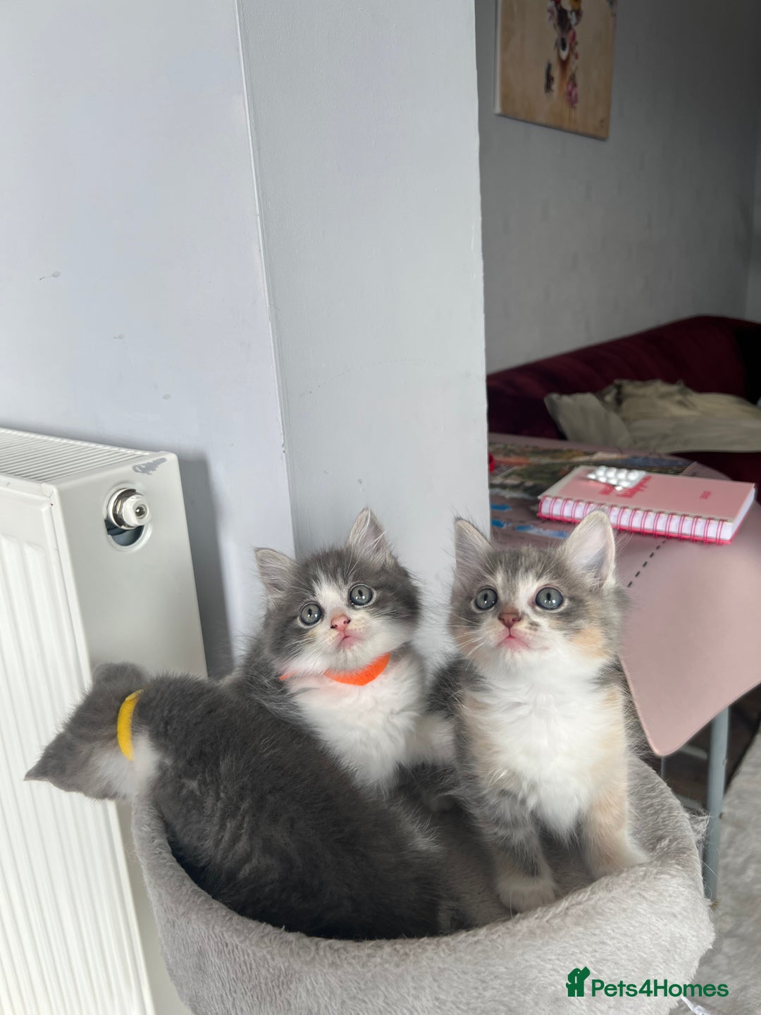 Ragdoll cats for sale: Four Lovely Ragdoll Cats  - Image 3