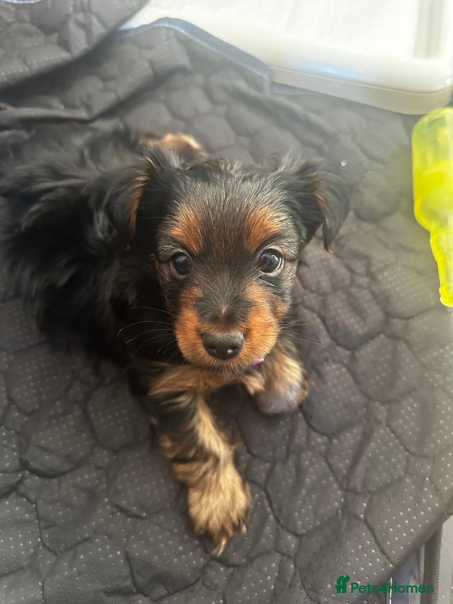 Yorkshire Terrier dogs Girl Yorkshire Terrier - Advert 2
