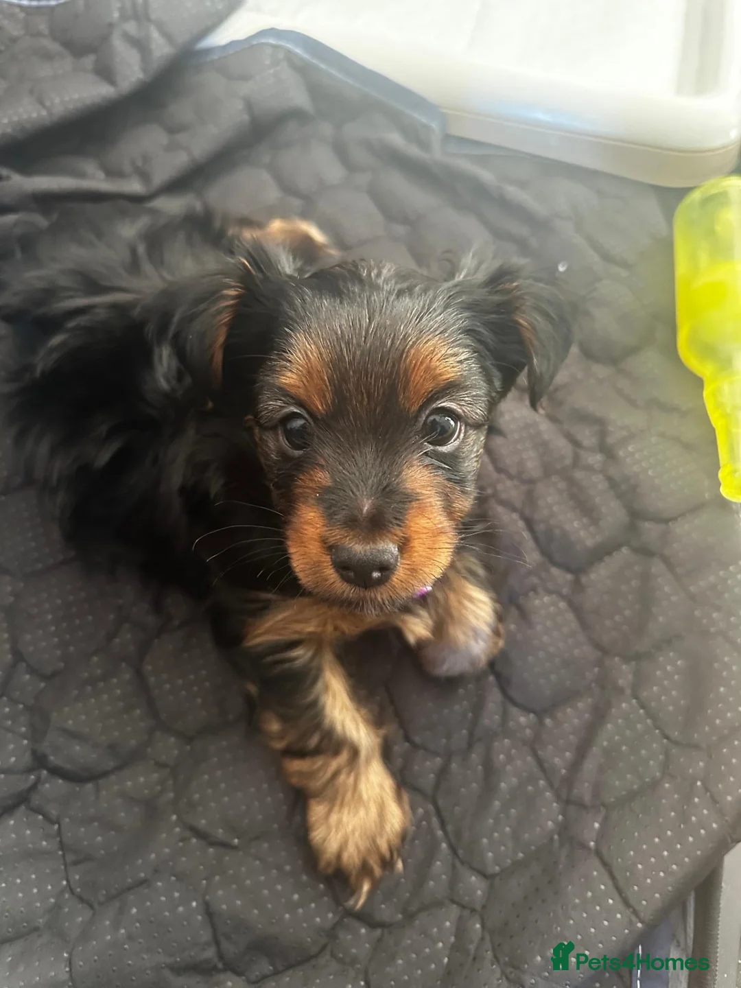 Yorkshire Terrier dogs for sale: Girl Yorkshire Terrier - Advert 1