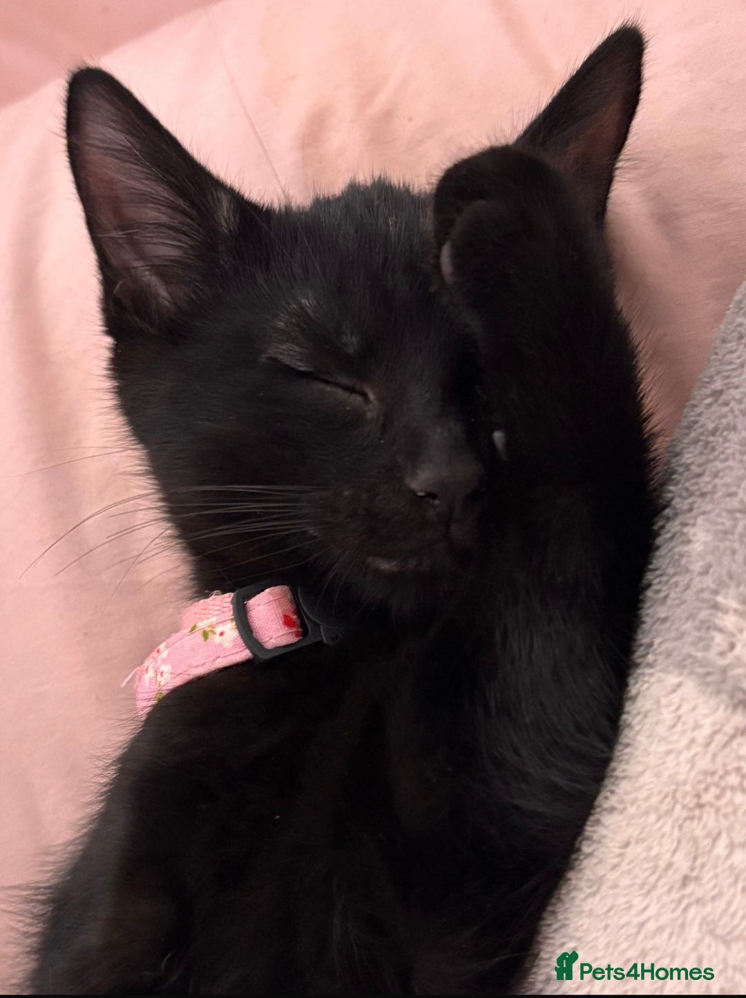 Bombay cats for sale: Free Kitten - Advert 3